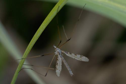 Réf. 230 639 : Limnophila pictipennis